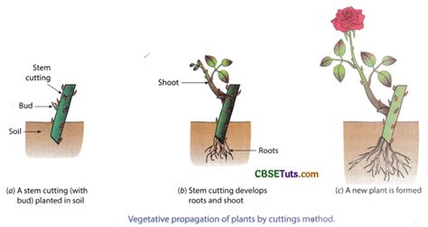 Vegetative Propagation Youtube