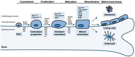 IJMS | Free Full-Text | Regulation of Osteoblast Differentiation by Cytokine Networks