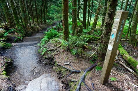 Mount Mitchell Trail on HikeWNC