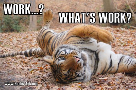 Work... What's Work? #Doc #Tiger #NoahsArk #LOL #Meme #Animal #Funny # ...