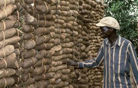 IITA News and Updates: EU FUNDING FOR AFRICAN YAM RESEARCH