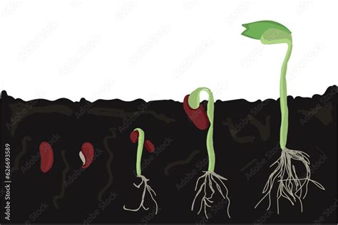 Growth stages of bean plant. Bean growing stages vector illustration ...