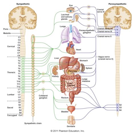 ch 7: autonomic nervous system Flashcards | Quizlet