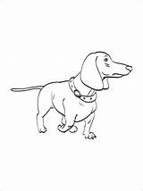A Dachshund Dog Coloring Page  Free Printable Pages For Kids sketch template