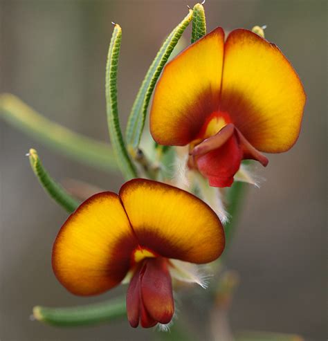 25 Beautiful Australian Wildflowers – The Philipendium – Medium