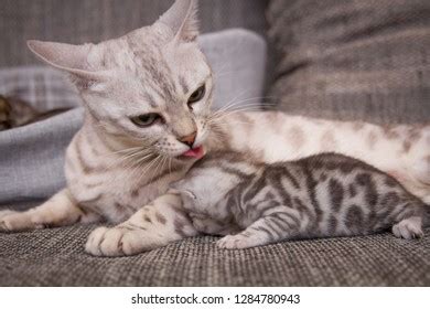 Amazing Silver Bengal Cat Her Kittens Stock Photo 1284780943 | Shutterstock