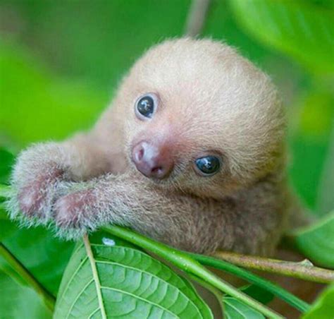 Baby sloth | かわいい動物の写真, 美しい動物, おかしな動物