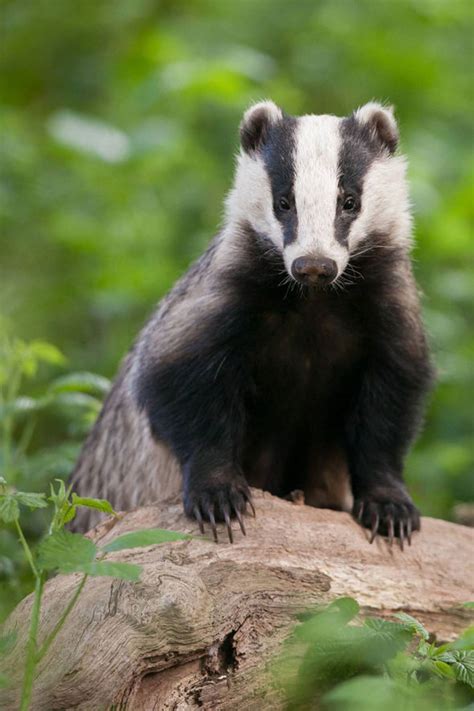 The most innovative British wildlife protection schemes | Nature | News ...