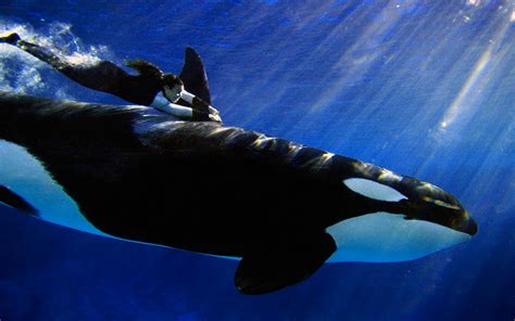 Free download orca wallpaper [1920x1280] for your Desktop, Mobile & Tablet | Explore 73+ Orca ...