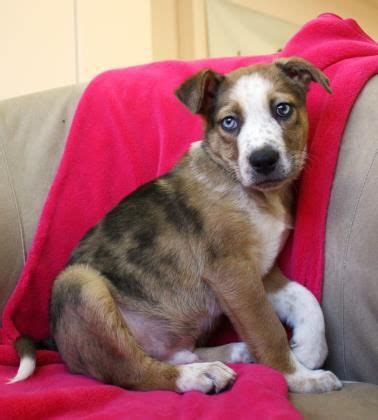 Adorable Catahoula Leopard Dog Mix Puppy