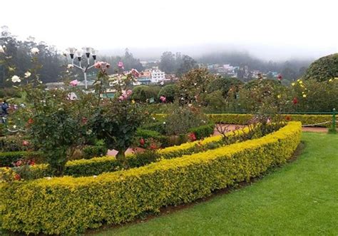 Rose Garden Ooty (Ooty) History