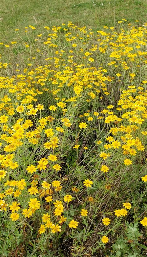 Top 10 Oregon Native Plants for Pollinators: Week 2 | Garden Ecology Lab