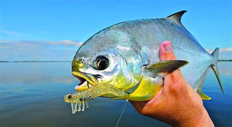 Catch Pompano Like A Pro Off Florida | Saltwater fishing, Fish, Saltwater fishing gear