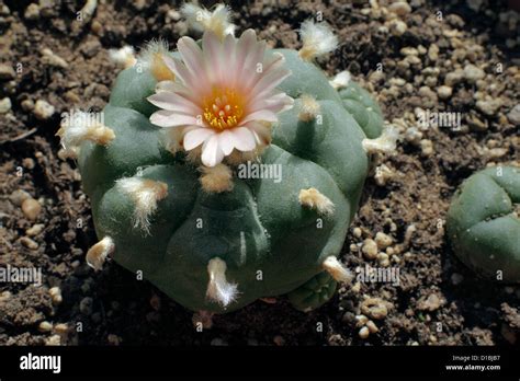 A peyote cactus in flower. (Smaller peyote cactus on right). Peyote cacti are a source of the ...