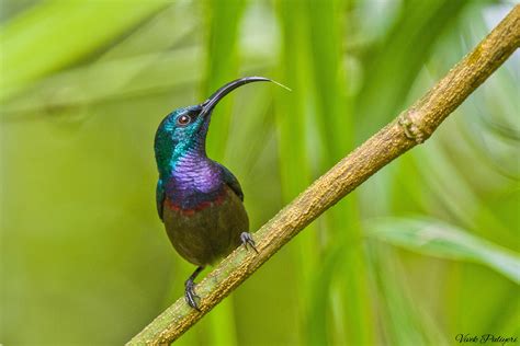 Loten’s Sunbird | Bubo Birding