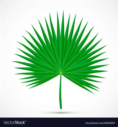 Palmetto leaf tropical plant Royalty Free Vector Image