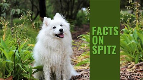 Spitz - Dog Breed Information And Unique Facts - Petmoo