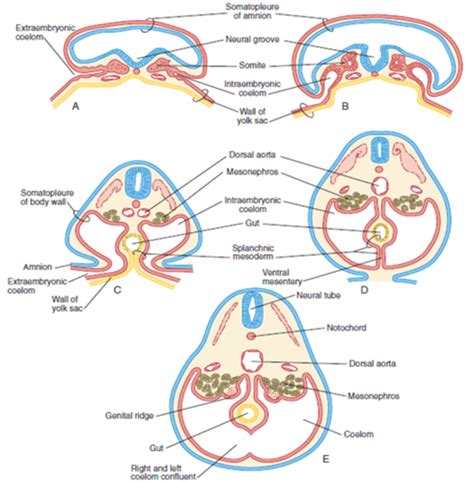 Embryonic Diaphragm & Congenital Diaphragmatic Hernias Flashcards | Quizlet