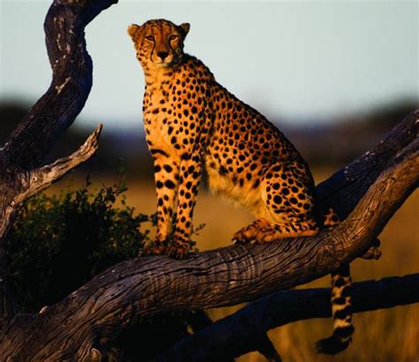 Angola Rising: Angola's Neighborly Game Reserve