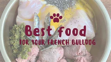 Best Food For a French Bulldog - Our 2020 Guide | Ethical Frenchie