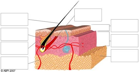 skin blank labelled : Biological Science Picture Directory – Pulpbits.net