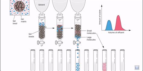 Gel filtration chromatography - YouTube