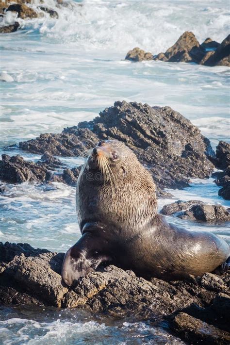 A New Zealand fur seal stock image. Image of life, ocean - 140060659