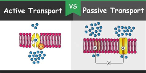 Passive Vs Active Transport With Examples - Aliya's Biology