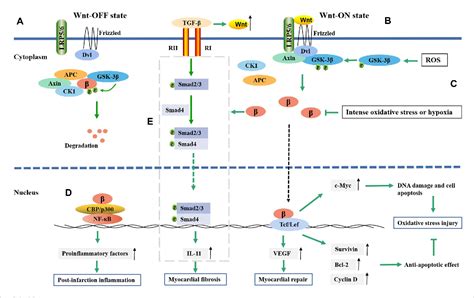 The role of β-catenin in cardiac diseases | Semantic Scholar