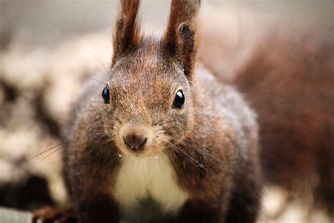 Squirrel with long ears image - Free stock photo - Public Domain photo - CC0 Images