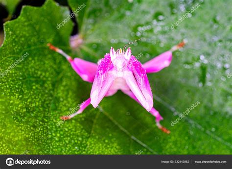 Praying Mantis Flower Camouflage | Best Flower Site