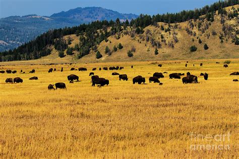 Buffalo Herd at Sunset Yellowstone Photograph by Ben Graham | Fine Art America