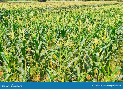 Corn farm stock image. Image of farm, flowers, green - 31470207