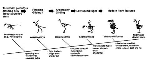 Are Birds Living Dinosaurs? | Erin hurst's