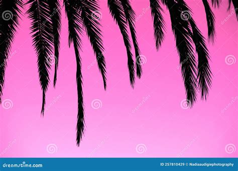 Palm Tree Leaves Silhouette on Pink Stock Image - Image of palm ...