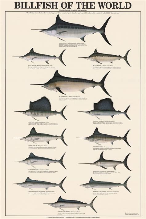 Billfish of the World Poster and Identification Chart | Fish chart ...