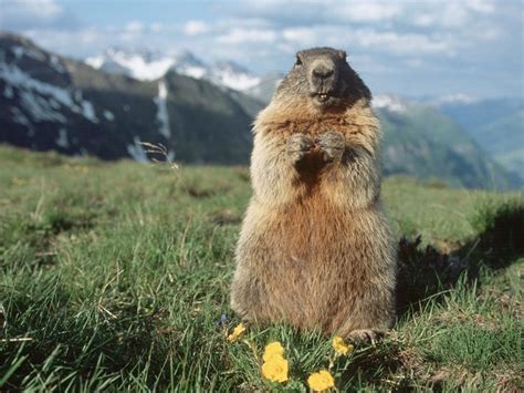 9 Photos - Pays du monde - Autriche - 1 - Frawsy | Animals, Marmot, Animals wild