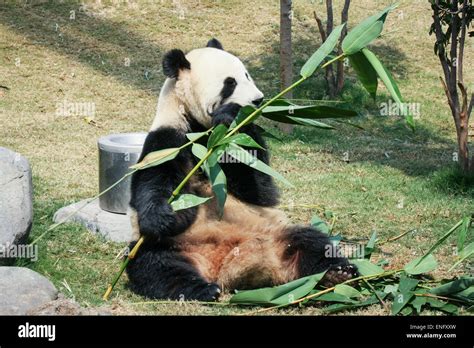 Panda eating bamboo Stock Photo - Alamy