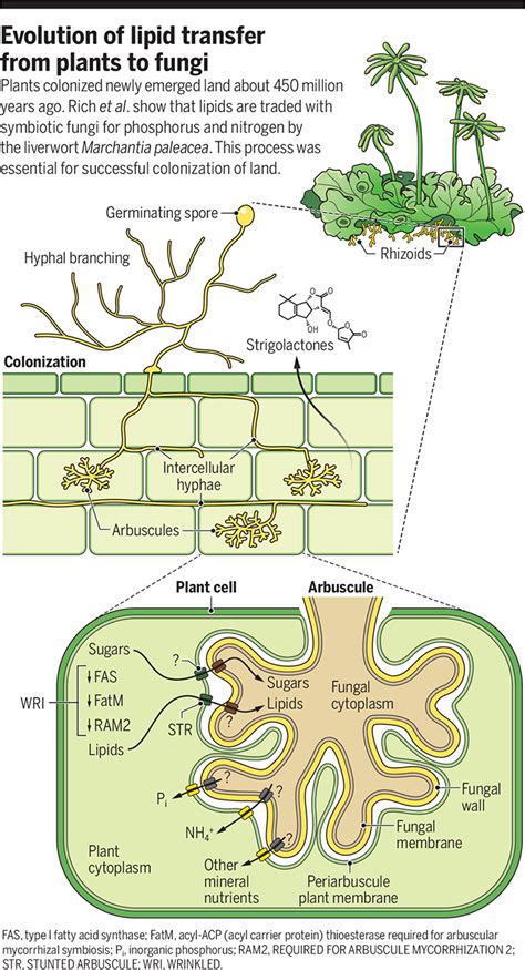 Plant lipids enticed fungi to mutualism | Science