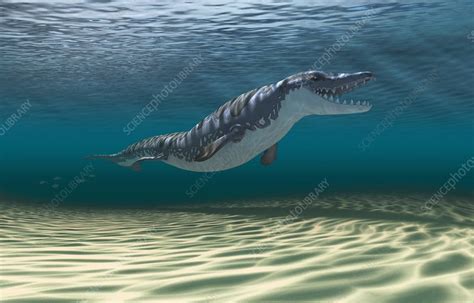 Dorudon prehistoric whale ancestor, illustration - Stock Image - C046 ...