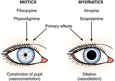 Miosis And Mydriasis