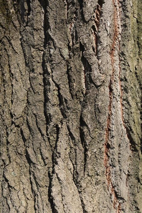 White poplar bark stock photo. Image of background, texture - 247967576