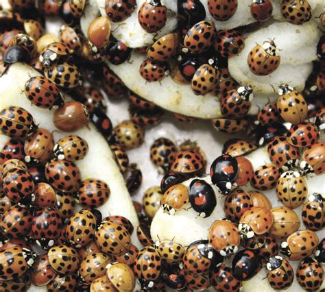 Asian lady beetles use biological weapons - Manitoba Co-operator