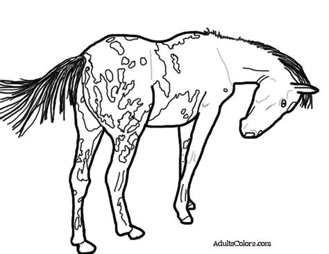 Appaloosa Horse Coloring Coloring Pages