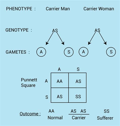 Normal Male Genotype