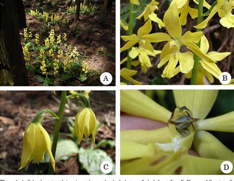 Figure 1 from Specialized pollination by carpenter bees in Calanthe ...