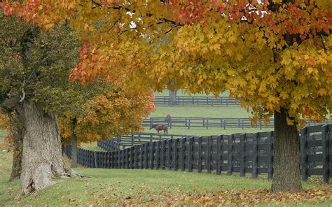 Photograph of Horse Ranch HD wallpaper | Wallpaper Flare