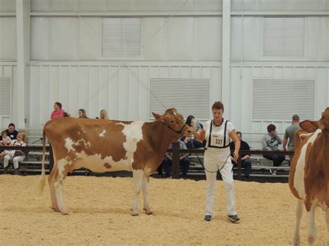 Dairy Cattle | South Carolina State Fair