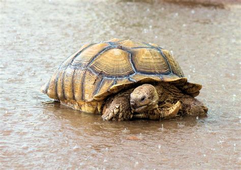 Abrams an African sulcata spurred tortoise | Sulcata tortoise, Tortoise, Tortoises