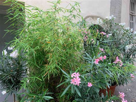 Growing Bamboo in Europe: Old World ornamentals - Bambu Batu